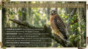 red shouldered hawk spiritual meaning